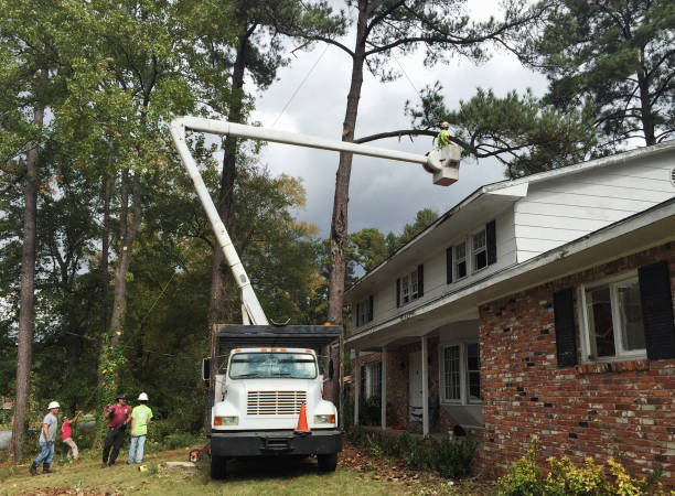 How Our Tree Care Process Works  in  Pekin, IL