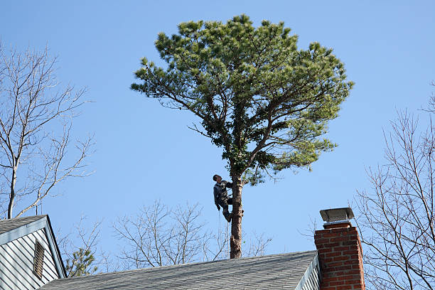 Tree and Shrub Care in Pekin, IL